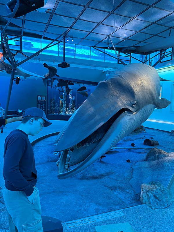 13 Meter langen Seiwal