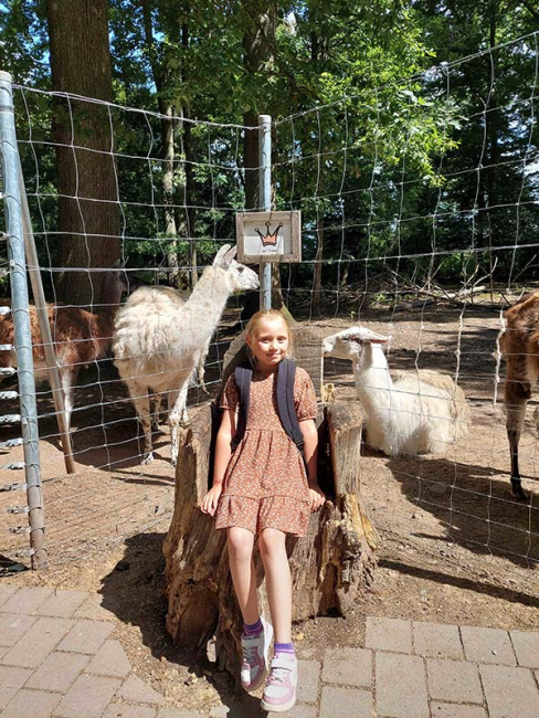 Lamas im Wildpark Pforzheim