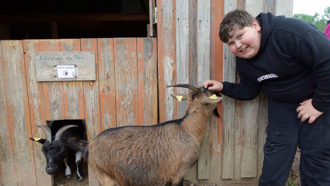 Zwergziegen zum Streicheln