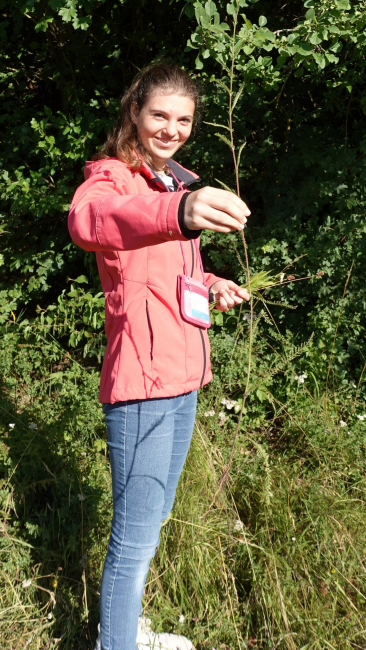 Schafgarbe wurde gefunden