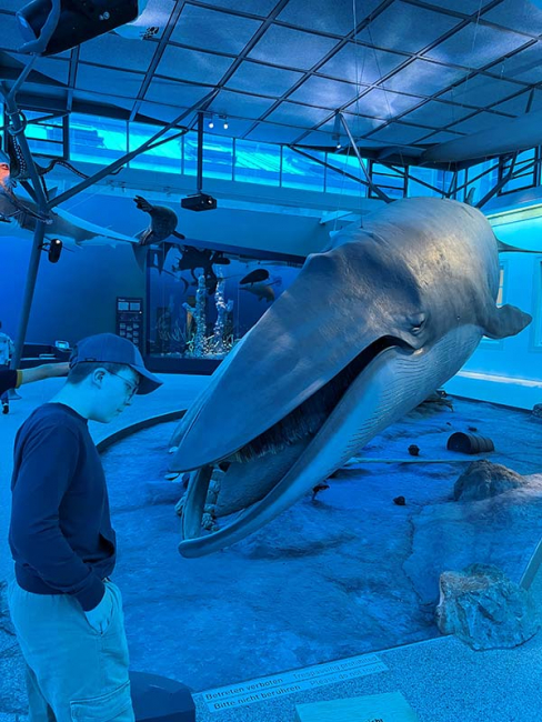 13 Meter langen Seiwal