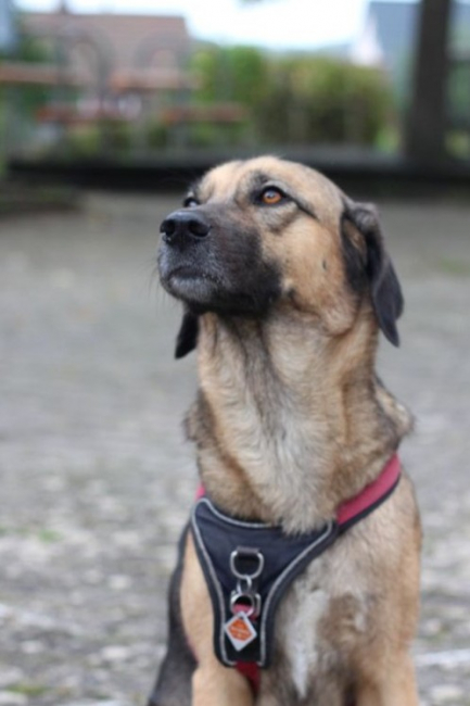 Zora, Schulhund - Seeäckerschule Calw-Stammheim